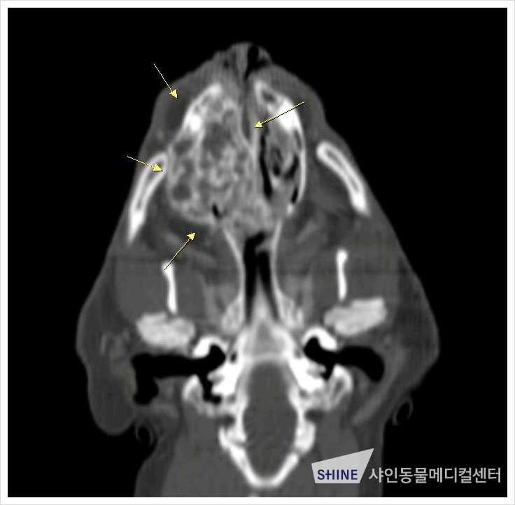 송파 고양이 골육종 치료, 샤인동물메디컬센터 후기
