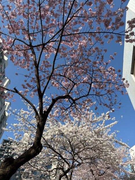 장성반점 이미지