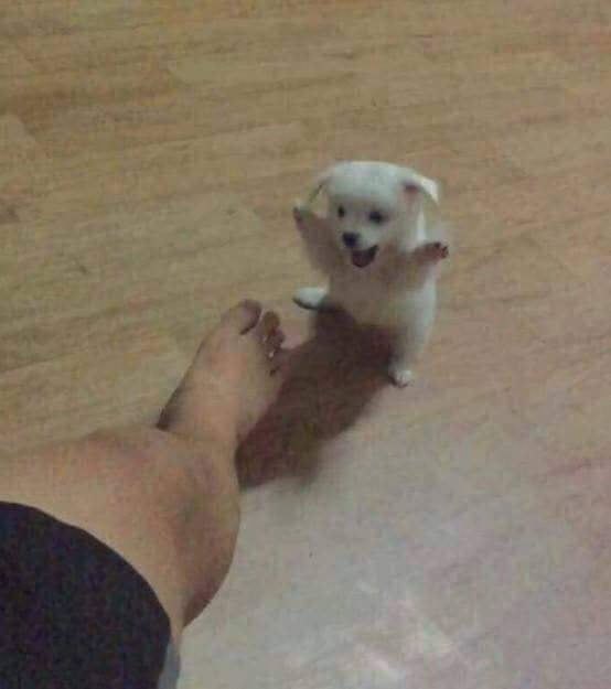 먹보 이미지