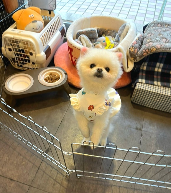 배나온민족 이미지