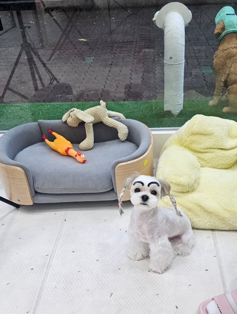 코코 반려견미용실 이미지
