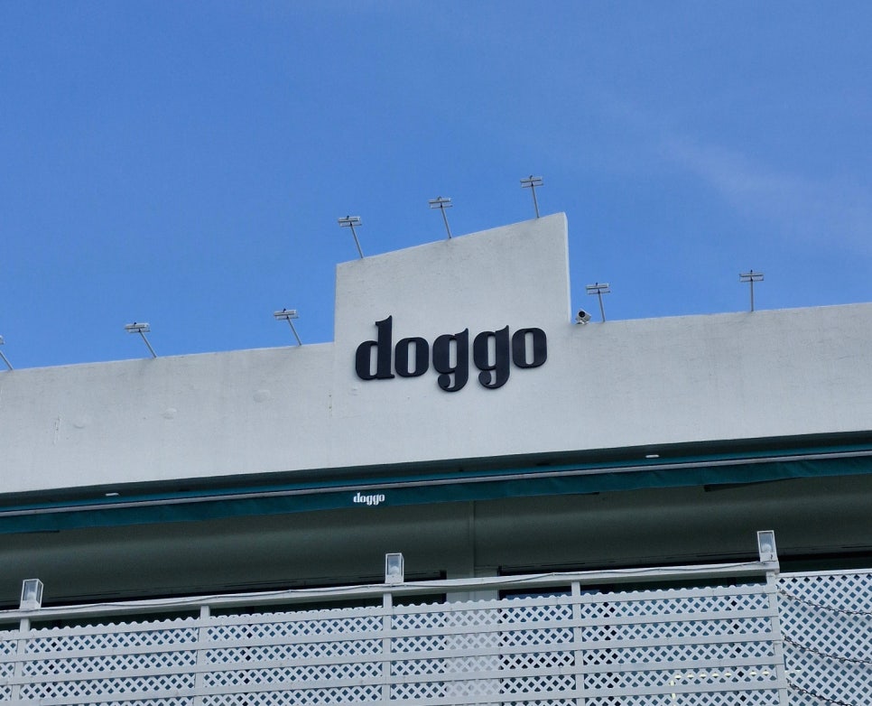 도고(doggo) 이미지