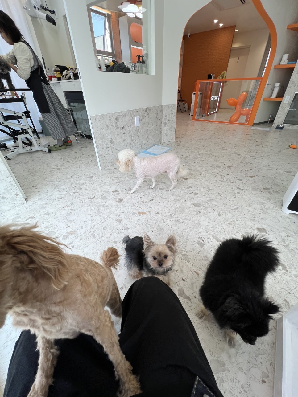 서초동 켈리독 애견호텔: 강아지 안심 맡기는 후기 — 사진 9