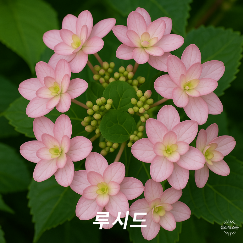 루시드플라워 이미지