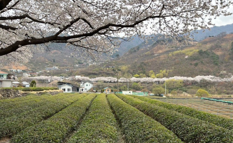 성화관 이미지
