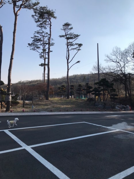 포레스트테일 이미지