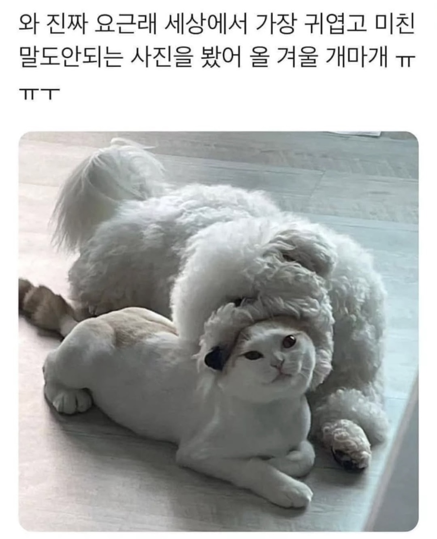 얄리 이미지