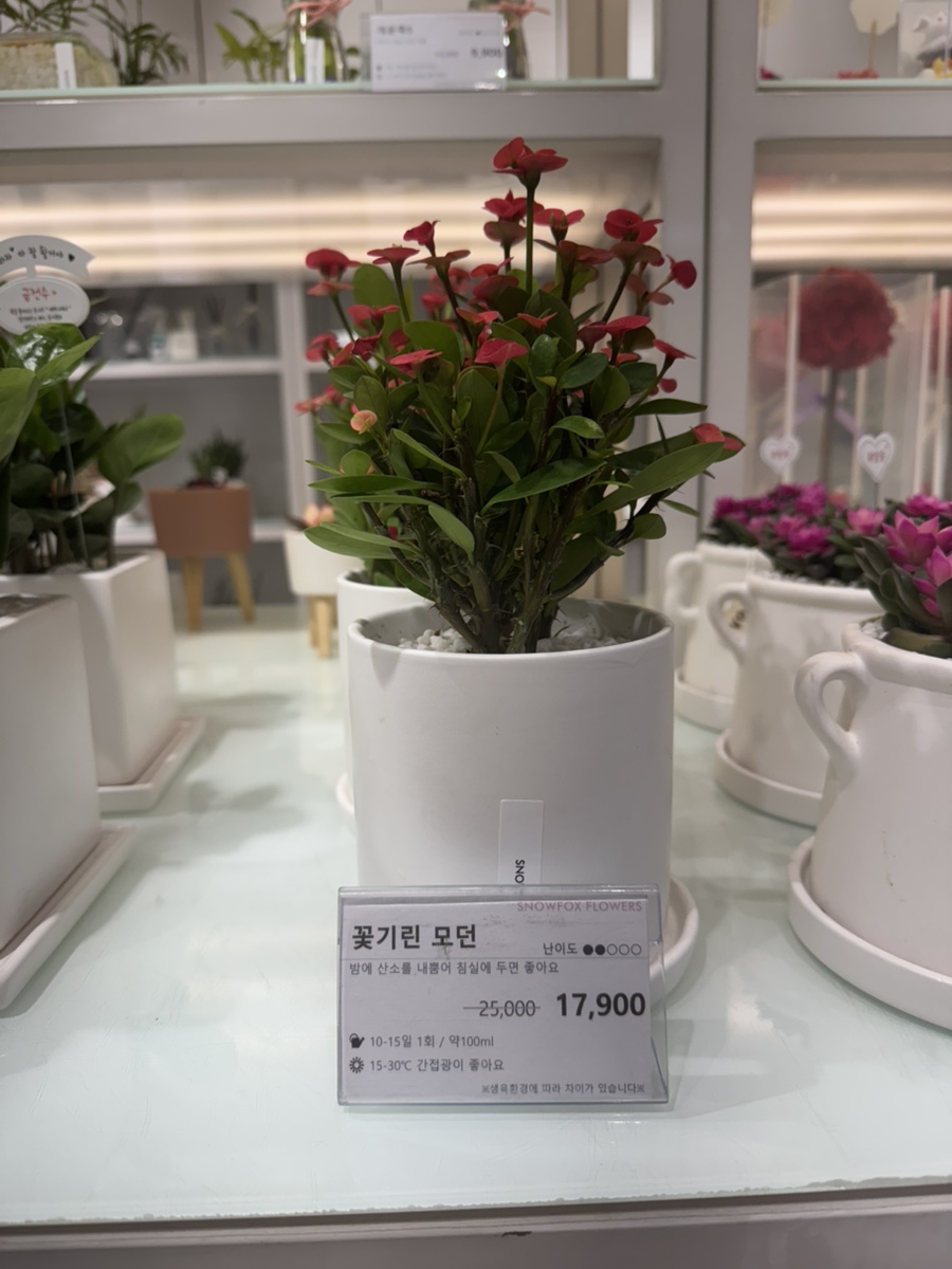 스노우폭스플라워강남 이미지