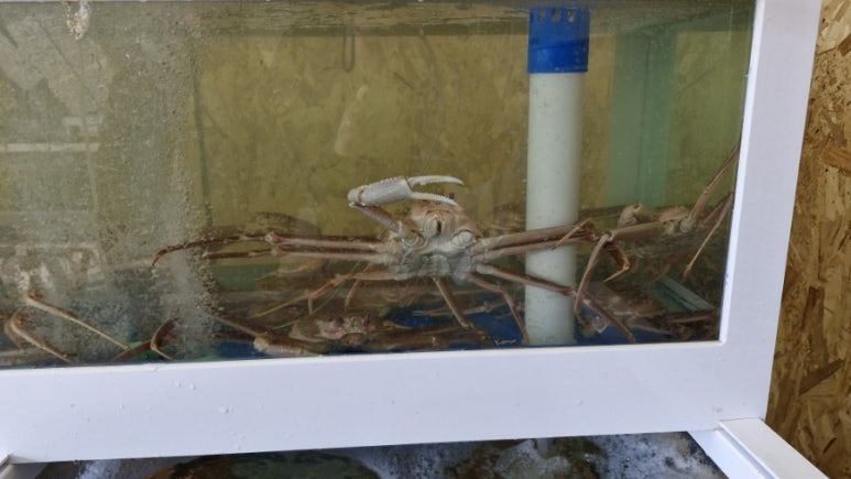 순양호영덕대게직판장 이미지
