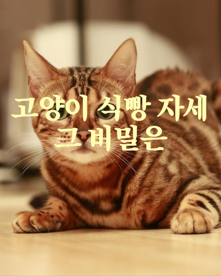 고양이 식빵 자세 그 비밀은