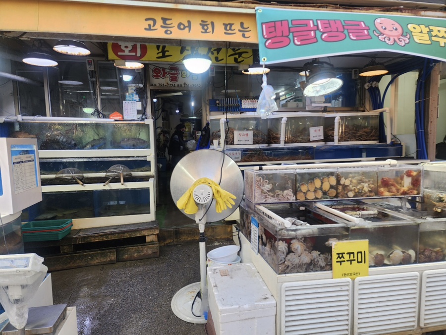 싱싱와글와글 이미지