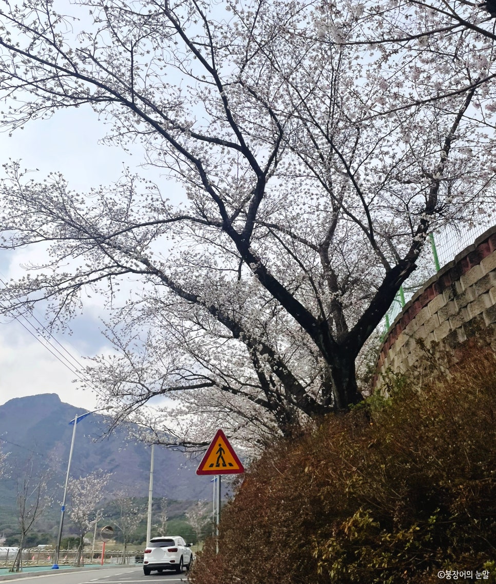 원조기장손칼국수기장시장 이미지