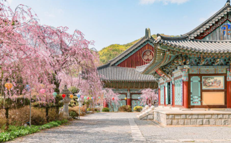 벚꽃뮬리 이미지