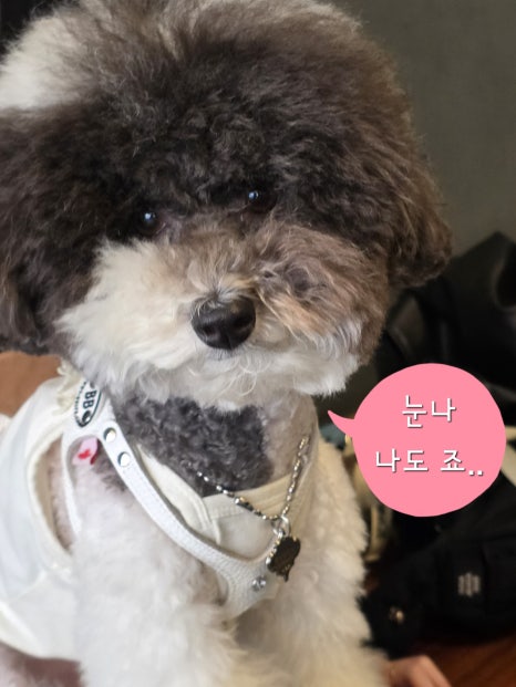 스니프 이미지