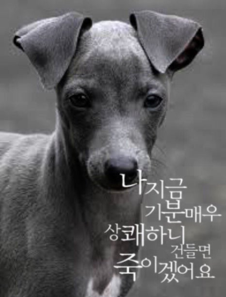 다 이미지