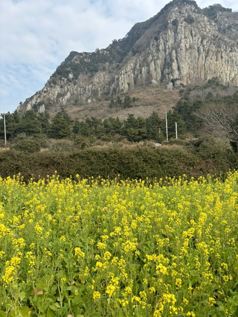 스시우 이미지