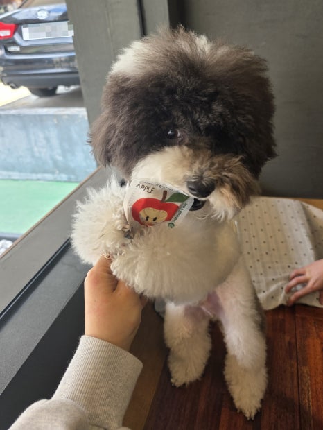스니프 이미지