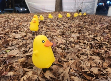 오리의 꿈 이미지
