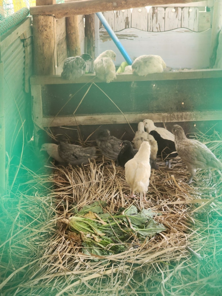 산 닭집 이미지