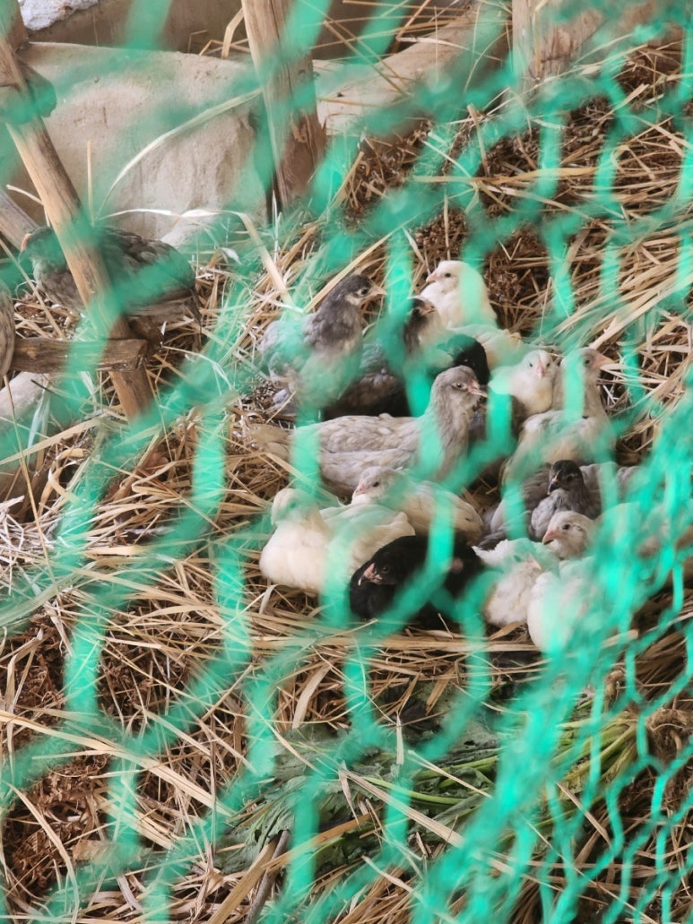 산 닭집 이미지