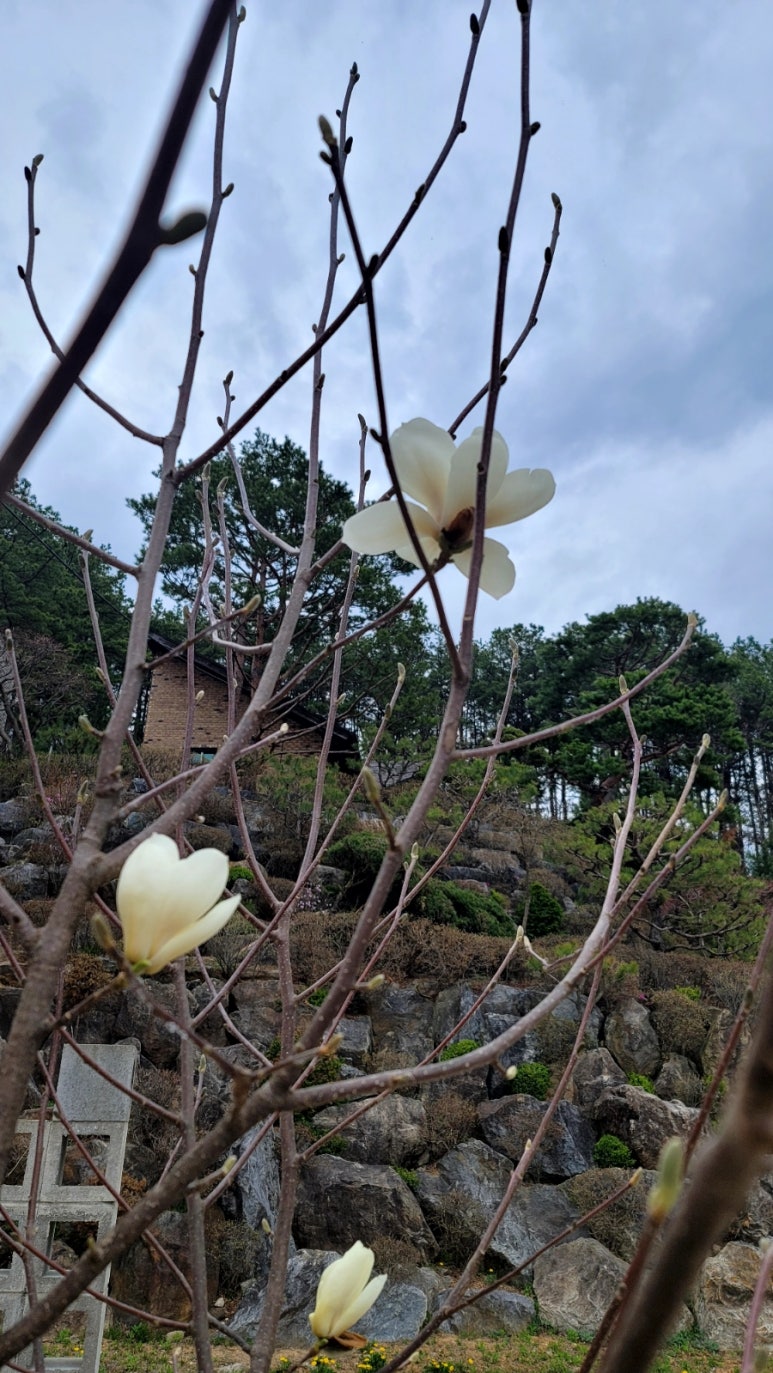 홍도화피는집 이미지