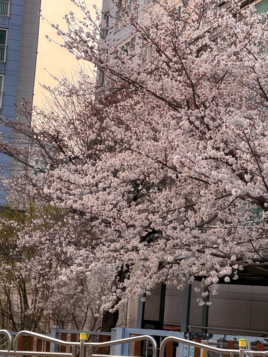 엠지떡볶이 이미지