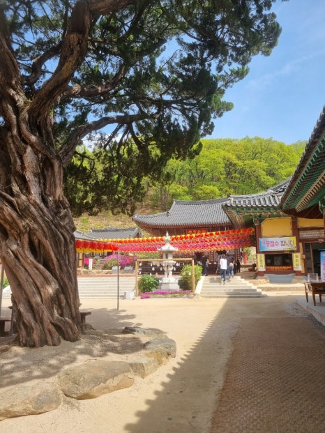 수림장 이미지