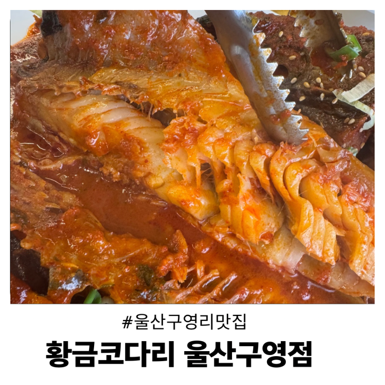 황금코다리 구영점 이미지