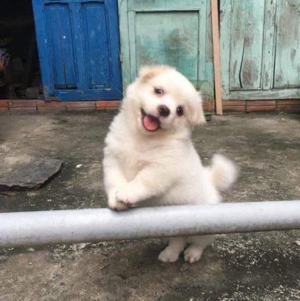 건성 이미지
