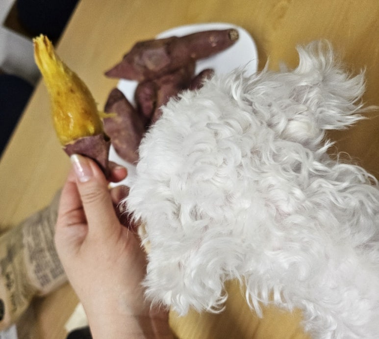 체리네 이미지