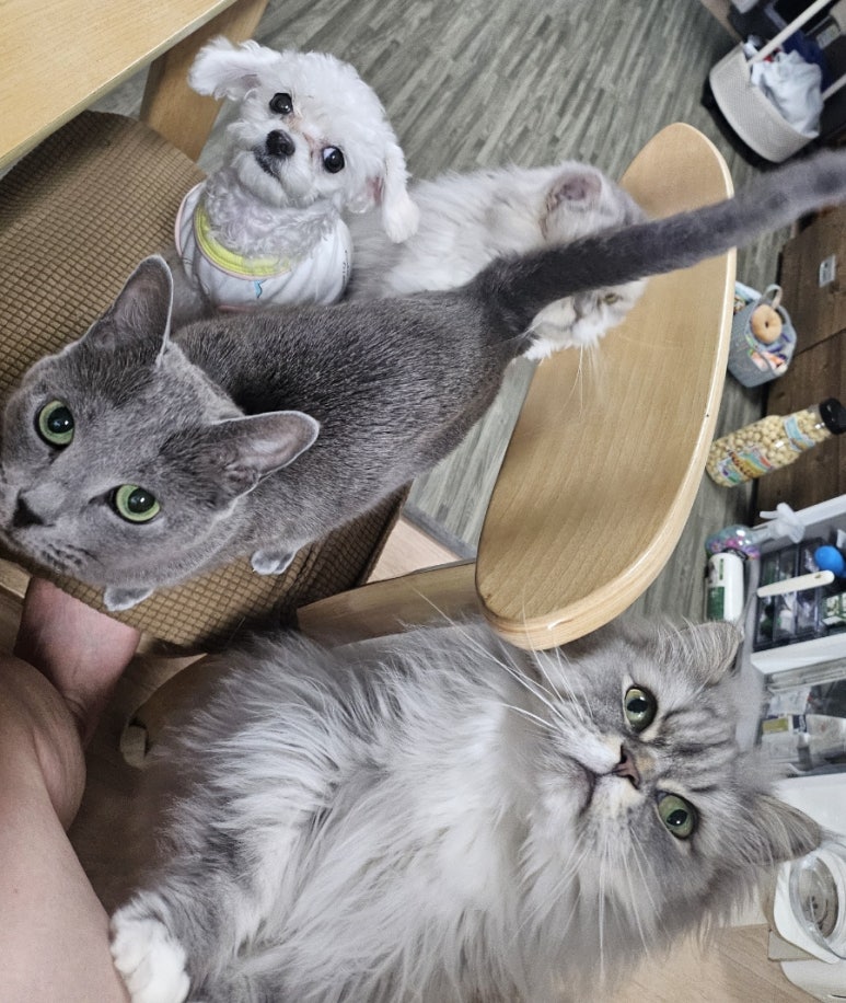 체리네 이미지