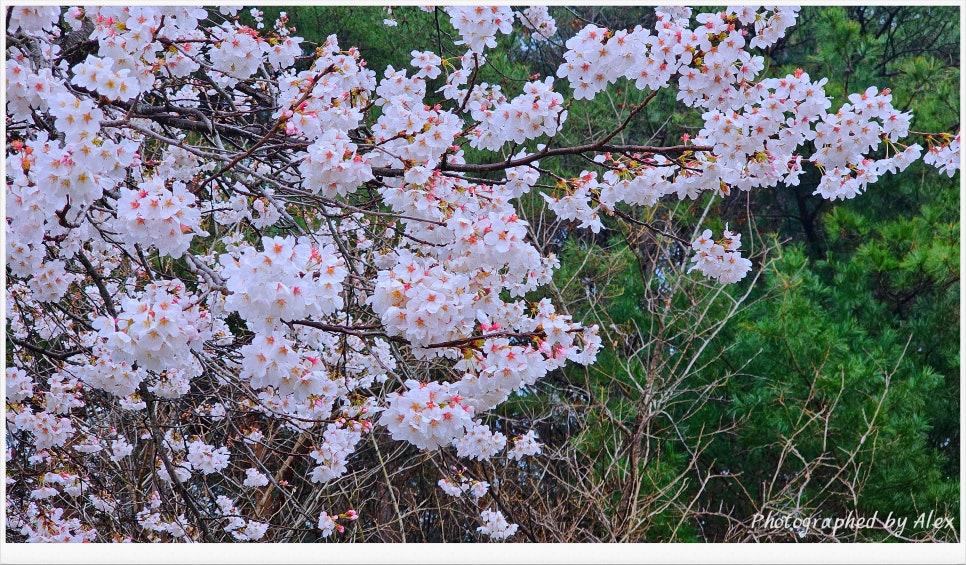 서하 이미지