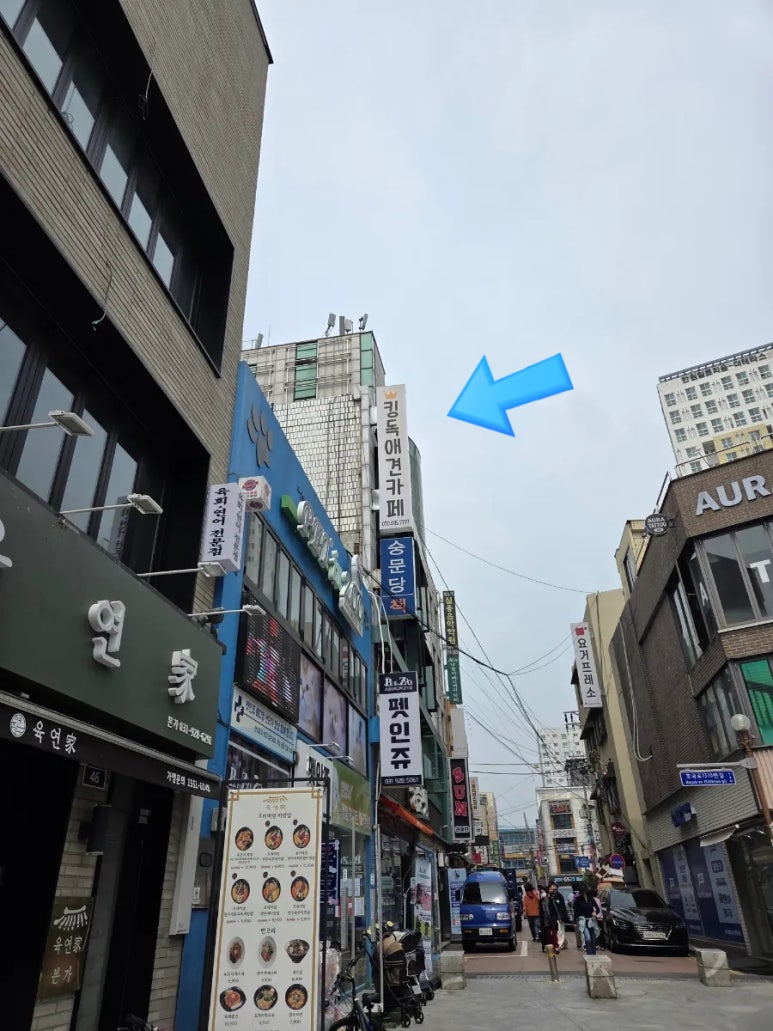 킹독 이미지