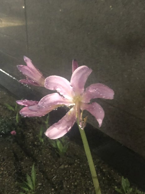 풀내음 이미지