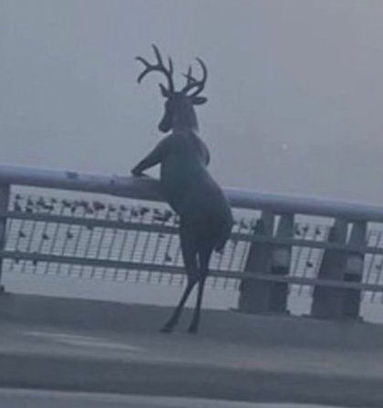 황산애견 이미지