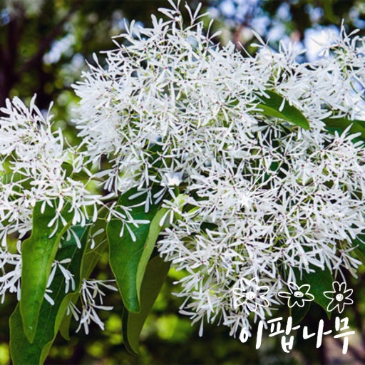 꽃과나무(Flower tree) 이미지