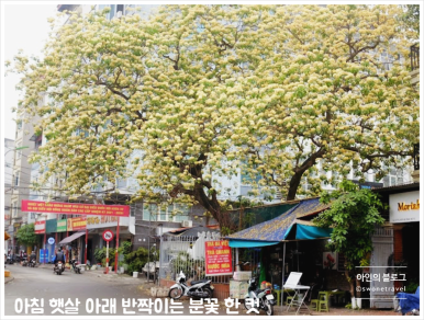 나무포토 이미지