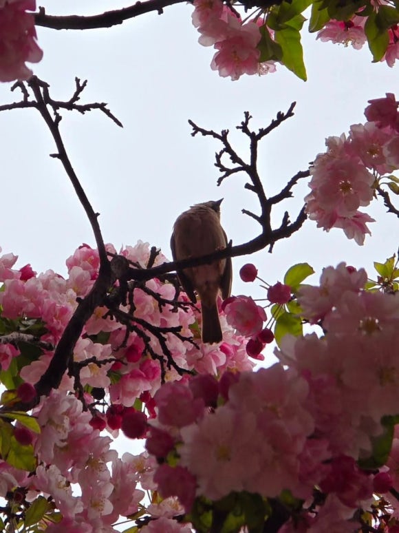 연산홍 이미지