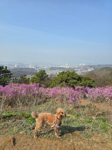 가현산 헬기장 이미지