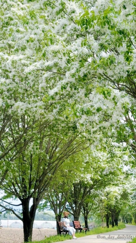 꽃과나무(Flower tree) 이미지