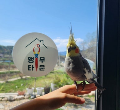 앵무타운 이미지