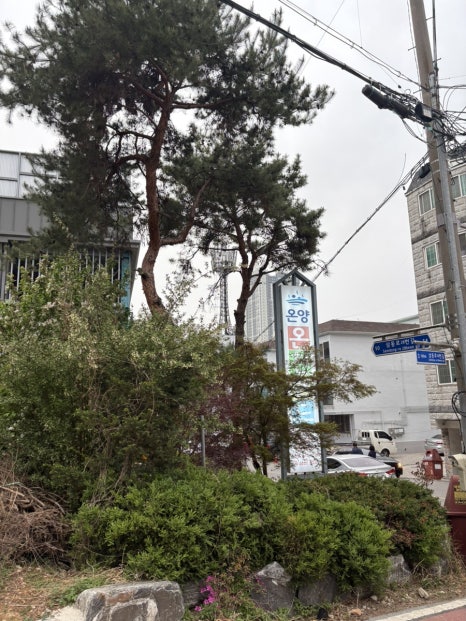 오리당 이미지
