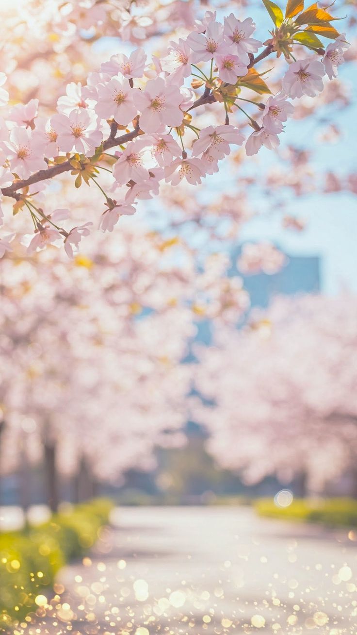 보다사랑스러운 이미지