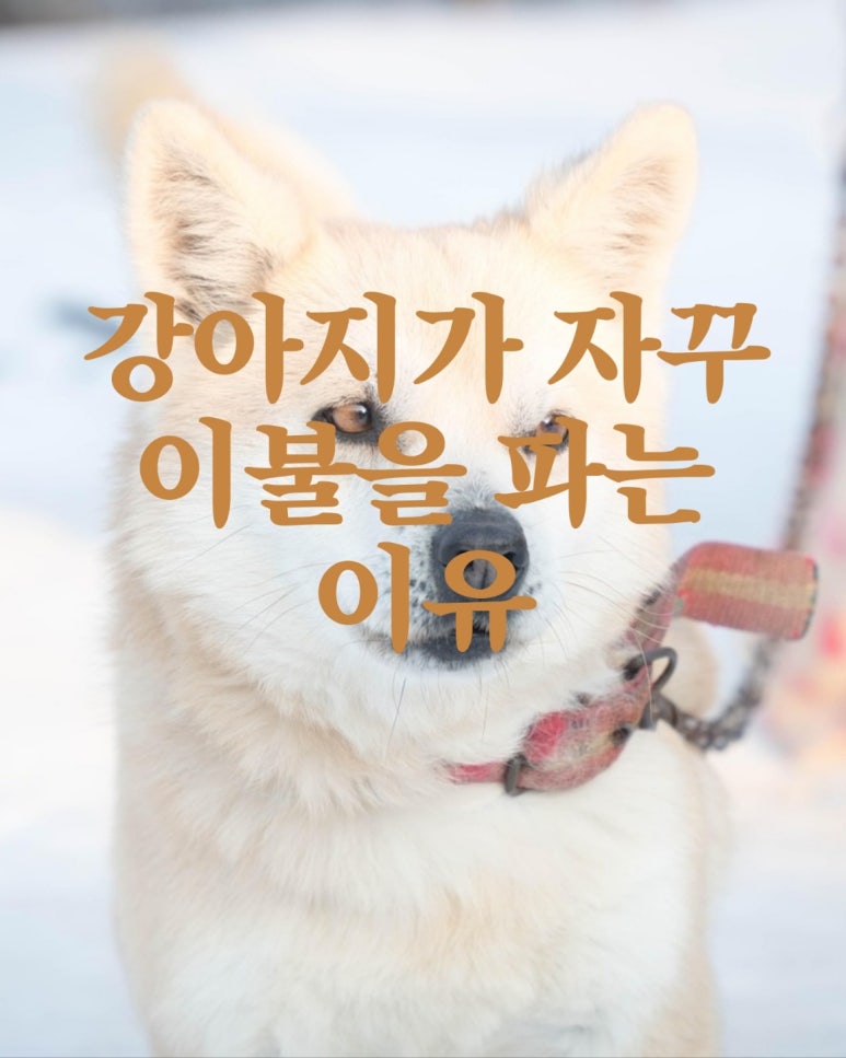 강아지가 자꾸 이불을 파는 이유
