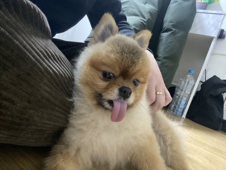 포키푸드 이미지