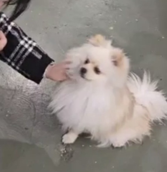 해피애니멀 이미지
