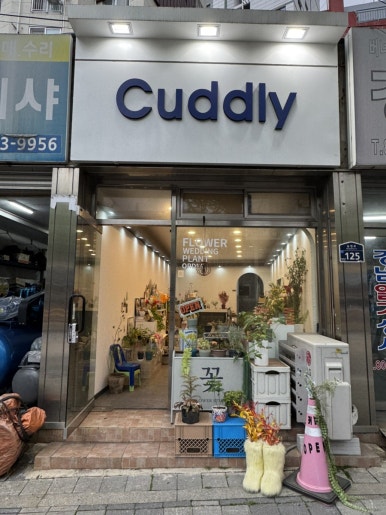 커들리플라워 이미지