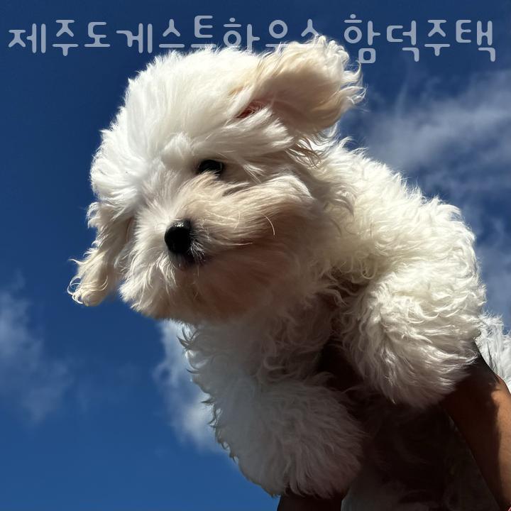 제주도게스트하우스함덕주택 이미지