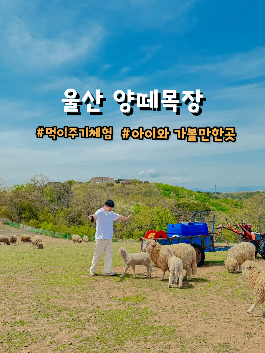 법인울산양떼목장 이미지