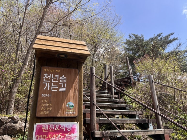 천년송가는길 이미지
